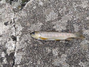 Brown Trout