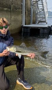 European Bass (Seabass)