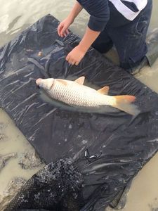 Common Carp