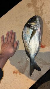 Gilthead Seabream