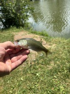 Smallmouth Bass