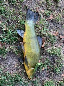 Tench