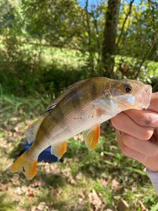 European Perch