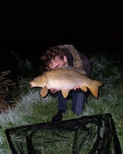 Common Carp
