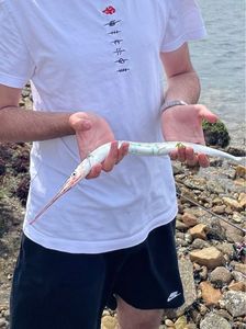 Garfish