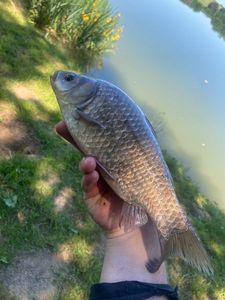 Crucian Carp