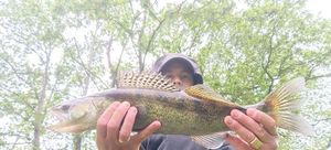 Zander