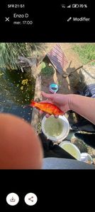 Poisson rouge 