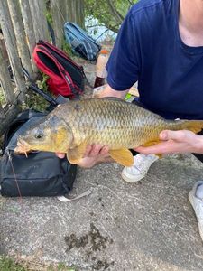 Common Carp