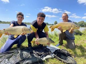 Common Carp