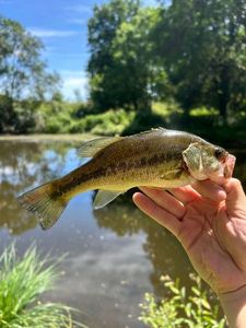 Largemouth Bass