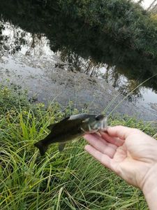Largemouth Bass