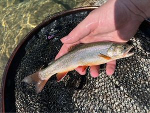 Brook Trout