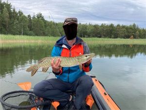 Northern Pike