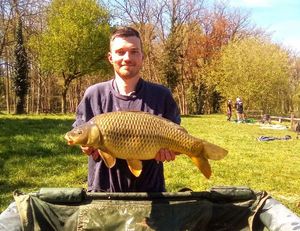 Common Carp