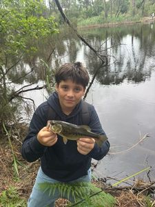 Largemouth Bass