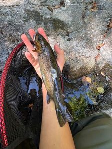Brown Trout