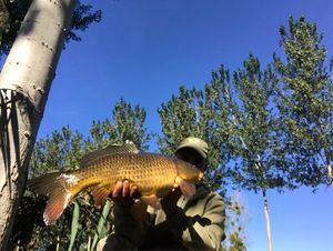Common Carp