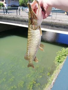 Northern Pike