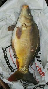 Mirror Carp