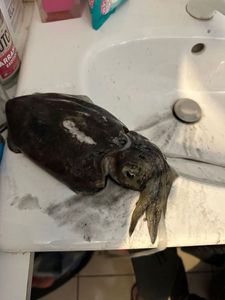 Common Cuttlefish