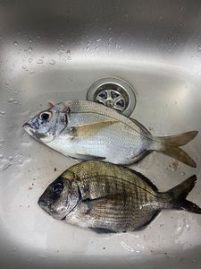 Black Seabream