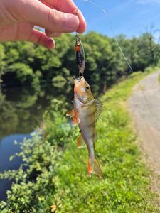 European Perch