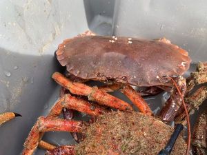 Brown Crab