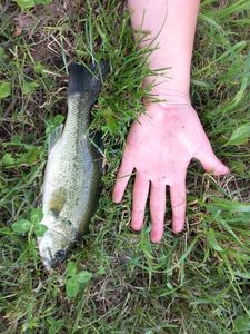 Largemouth Bass