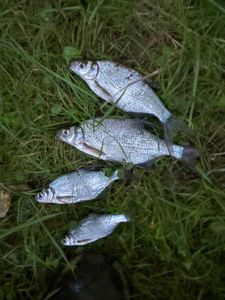 Common Bream