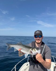 European Bass (Seabass)