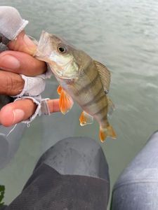European Perch