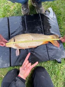 Common Carp