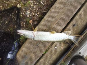 Northern Pike