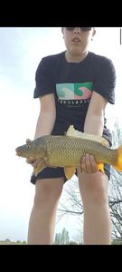 Common Carp