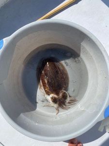 European Squid