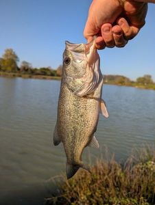 Largemouth Bass