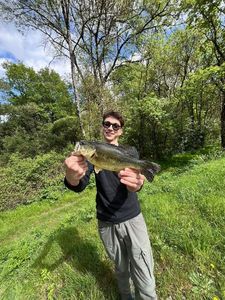 Largemouth Bass