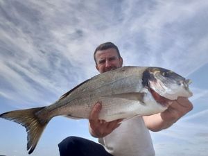 Gilthead Seabream