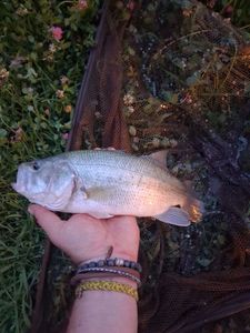 Largemouth Bass