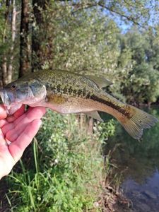 Largemouth Bass