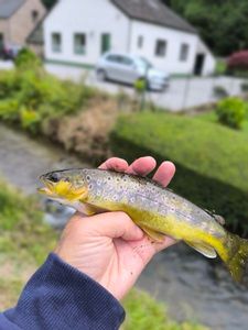 Brown Trout
