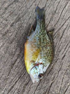 Green Sunfish