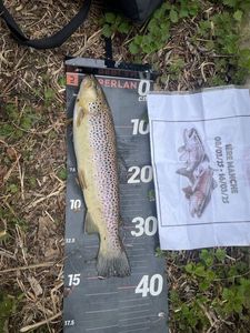 Brown Trout