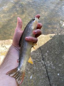 Brown Trout