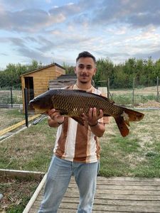 Common Carp