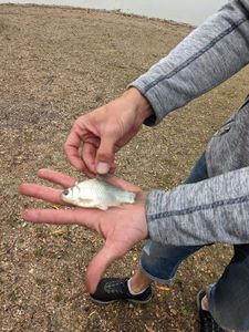 Crucian Carp