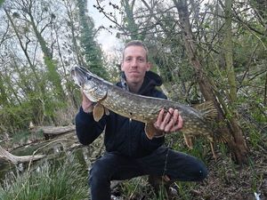 Northern Pike