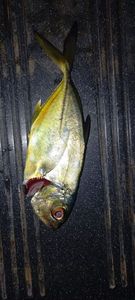 Bigeye Trevally