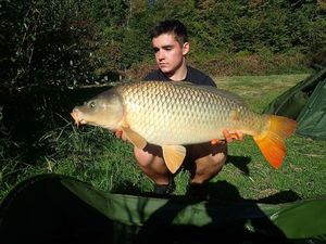 Common Carp